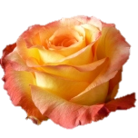 Encanto Roses Equateur Ethiflora